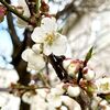 我が家の梅の木が開花！なのに、なぜ明日から天気が悪いのか…