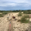 【3人子連れ】2018年夏カナダ・チャーチル旅行記⑤〜犬ぞりと２回目のベルーガ編