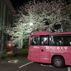 夜桜