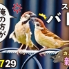 0729【スズメの喧嘩と給餌】カルガモ親子にカラス、キセキレイ、カワセミ、キジバト等【今日撮り野鳥動画まとめ】身近な生き物語