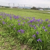 Tom家の庭は花盛り！