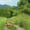 夏の風