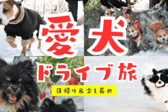 愛犬とのドライブで一味違うスポットへ！【関東近郊の日帰り＆少し長めの旅】