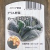 イタリア野菜の「カーボロネロ（黒キャベツ）」を水耕栽培中。どんな味なのか今から楽しみです