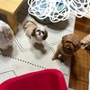 4匹で初めての1枚