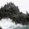 冬へ一歩 ウミウ飛来（山口県青海島）