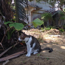 石垣島馬広場の日々。