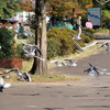 公園にくる人たちのくれるエサに群がる手賀沼公園のユリカモメたち