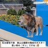 写真で記録    ～寂しい出来事　東山動物園のオスのライオン「サン」が1月3日に亡くなりました～