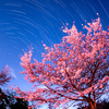 高知市筆山、桜・巡る季節