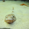 鳥羽水族館でひたすらお魚鑑賞の2日目【パワースポットをめぐる女ひとり旅】