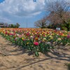 和田公園のチューリップ（稲敷市）～つくば市とその周辺の風景写真案内（１３６９） 