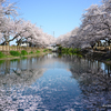 近所に桜を撮りに行く。