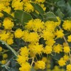 ミモザの花を咲かせるため最初の剪定時期に注意することの次にすること。2025