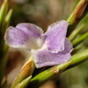 チランジア、花の季節