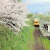 2017年桜の開花　挿頭丘駅で