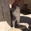 猫が賛助出演して気に入る
