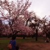 公園の桜