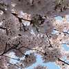 京都 山科の「桜」満開！・・・ついでに・・・ビッグサイズ「パン」（＾＾）