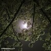 六年前の夜桜に月