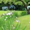 デート・お散歩・飲み会前に最適！浜離宮庭園で紫陽花・花菖蒲鑑賞（新橋・汐留｜東京都中央区）