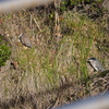 ゴイサギの成鳥と幼鳥