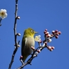 習志野　梅林園　その三十四