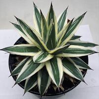 ✨アガベ・ピンキー✨…大幅値下げしました(^^)☀ Agave filifera var compacta 'Pinky' アガベ・ピンキーが届き