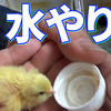 ５６日目　はつたまご？