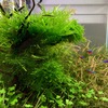 南米ウィローモス植栽５ヵ月