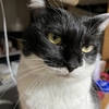 🎊ハッピーバースデー3歳🎊ウチの白黒🐼猫ちゃん。
