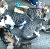 捨て猫の敵討ち
