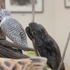 「切り絵と流木の鳥」展風景