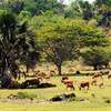 Wisata Taman Nasional Baluran Banyuwangi