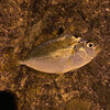 サビキ釣り　コノシロを釣って食べてみた