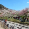 第40回高尾梅郷梅まつりに行ってきました