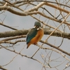 Alcedo atthis　カワセミ