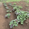 サツマイモも順調に見えますね