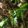 Aglaonema pictum"ちゃんぷーる"BNN from Sibolga timur【AZ0322-3e】