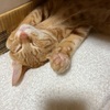家ネコになって