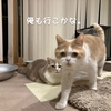 雨田甘夏、偏愛です。【猫と汗と足のにおい事情】