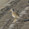渡良瀬遊水地で野鳥Go