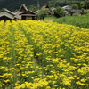 いつぞやの女郎花。