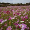 寄り道🎵  追悼。。。谷村新司さん