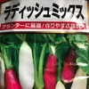 20日大根(ﾗﾃﾞｨｯｼｭ)