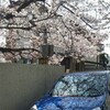 桜、桜餅3。