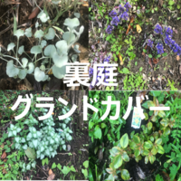 裏庭に植えた宿根草 ナチュラルガーデンを目指して パパの手間いらず庭づくり 裏庭に植えた宿根草 ナチュラルガーデンを目指して パパの手間いらず庭づくり