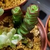 🌵多肉植物   ムチムチな数珠星  他🌵