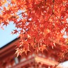 しめくくりの紅葉