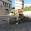 8月後半の #ねこ #cat #猫 その2